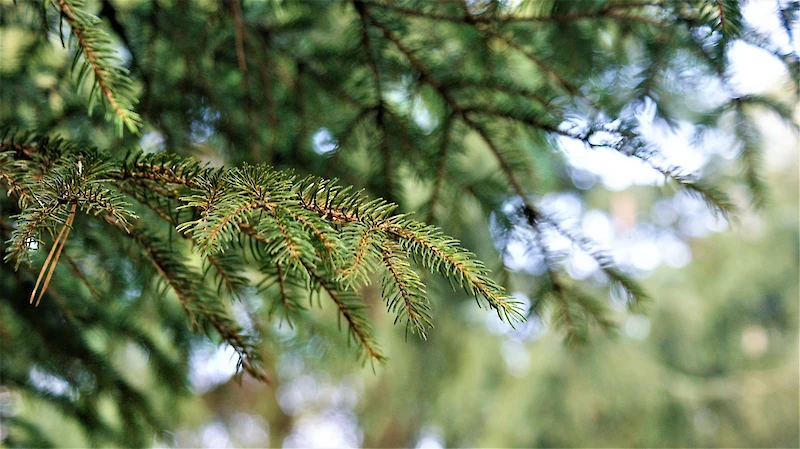 Metsäkeskuksen mukaan entisten peltomaiden metsityksessä puulajeista varmin on kuusi.
