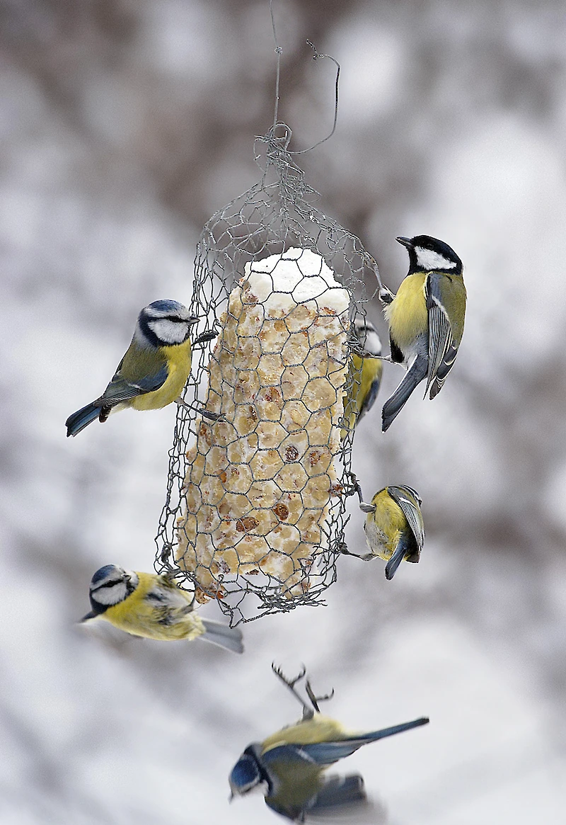 Talitiainen ja sinitiaisia. (Kuva: BirdLife / Pekka Nurminen.)