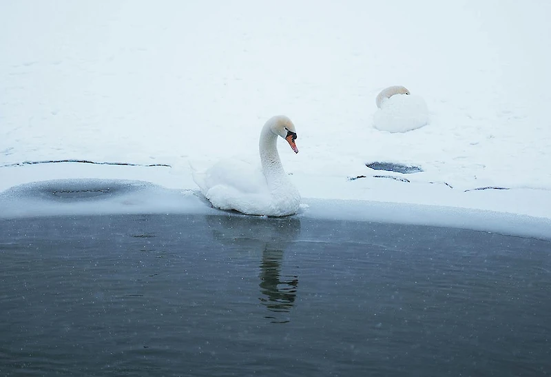 Savolaisten salametsästäjien kohteiksi valikoitui esimerkiksi joutsenia. Kuvituskuva.