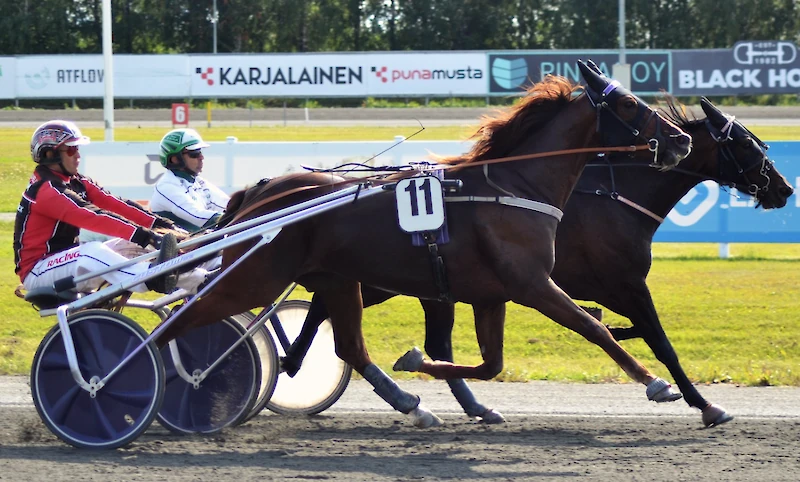 Star Photo on mielenkiintoinen tulokas iittiläisen Matias Salon talliin. Neljästä Suomen kilpailusta hevonen on voittanut kolme. (Kuva: Joensuun ravirata)