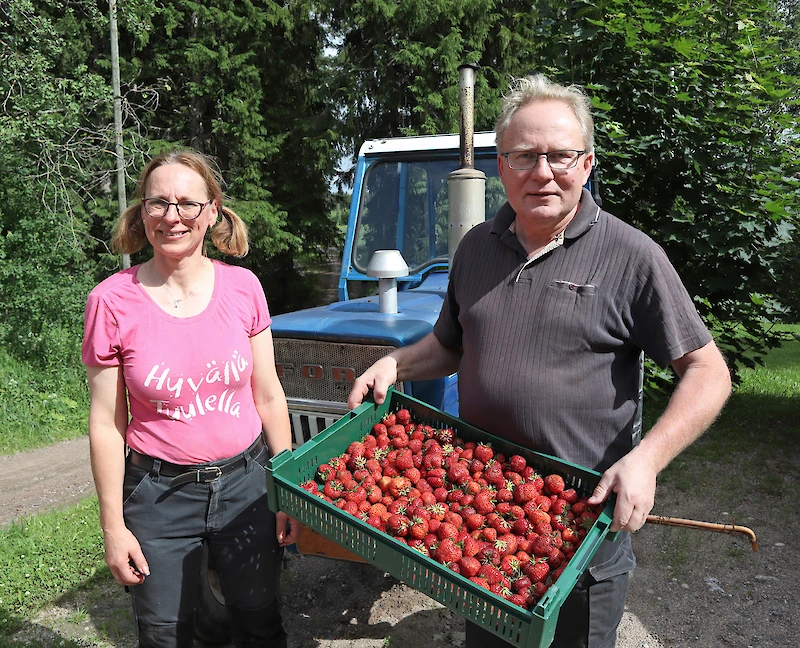Tarja ja Terho Aalto työskentelevät parhaillaan keskellä kiireisintä mansikkasesonkia.