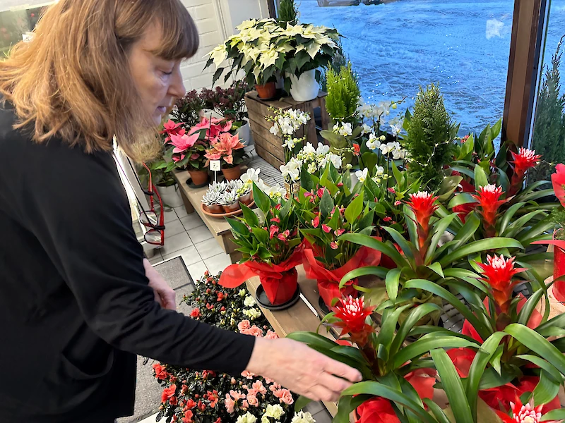 Guzmania Hope -timanttiananas on joulun uusia kukkia.