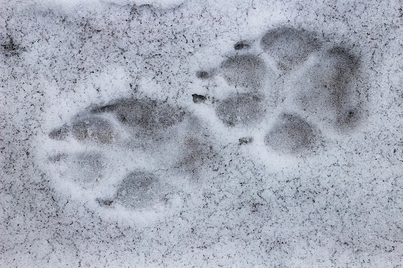 Susien liikkumisesta saadaan yleisimmin tietoa tassunjälkien perusteella. (Kuvituskuva: Adobe Stock)