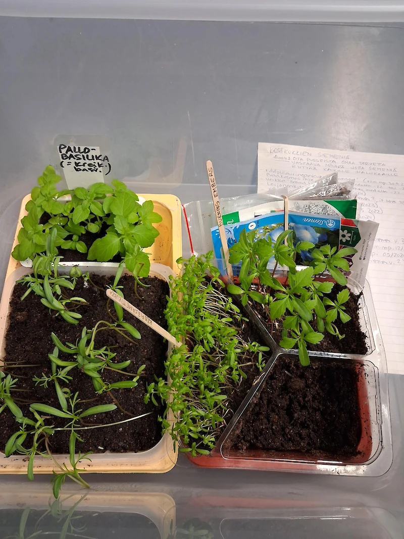 Kuvassa kesäkukkia, mm. pallobasilikaa.