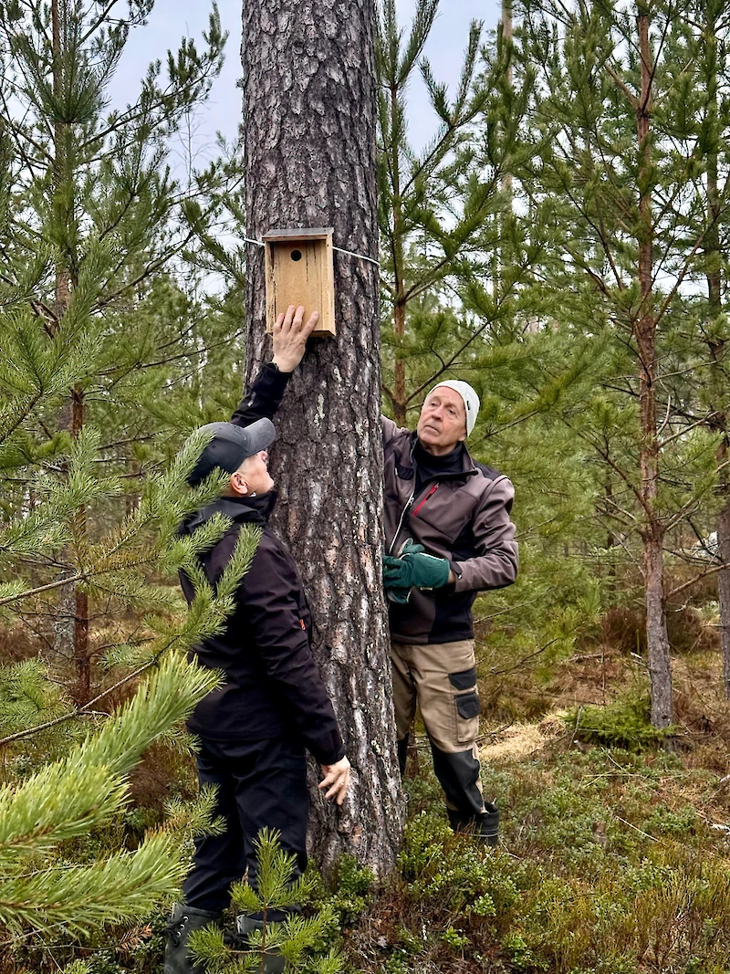 Juhani Tojkander ja Pentti Vihertö kiinnittivät linnunpönttöä puuhun.