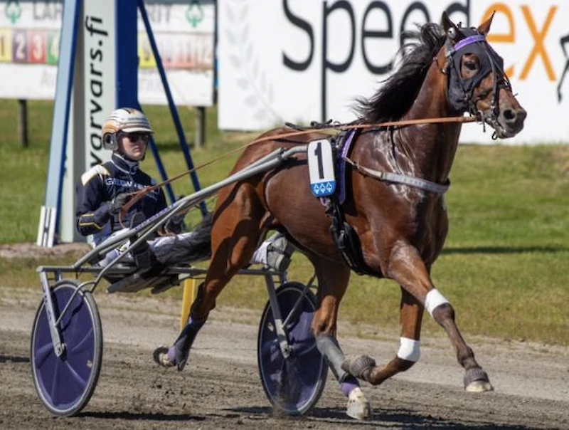 Keke's Stablen omistama Cheops näytti osaamistaan Kuopiossa kirimällä kauden avausvoittoon. Kuvassa rattailla Tuukka Varis. (Kuva: Hippoksen arkisto)
