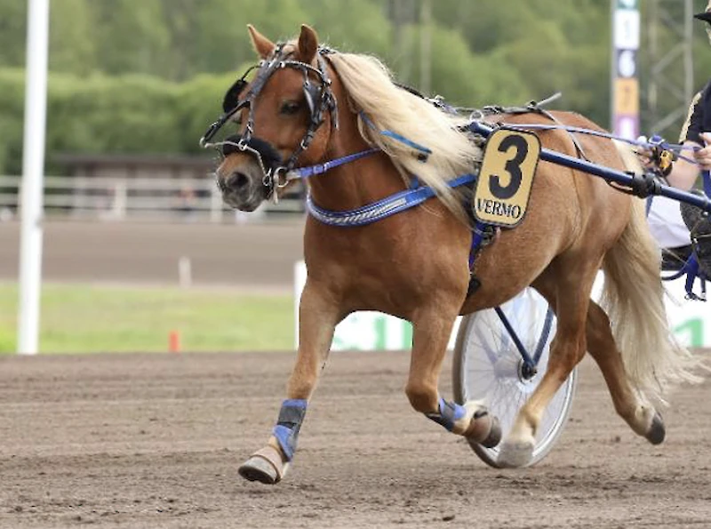 Kuvassa Vieno ja Ilona Salon nimissä kilpaileva Aarteen Flapjap. (Kuva: Hippos ry:n heppajärjestelmä.)