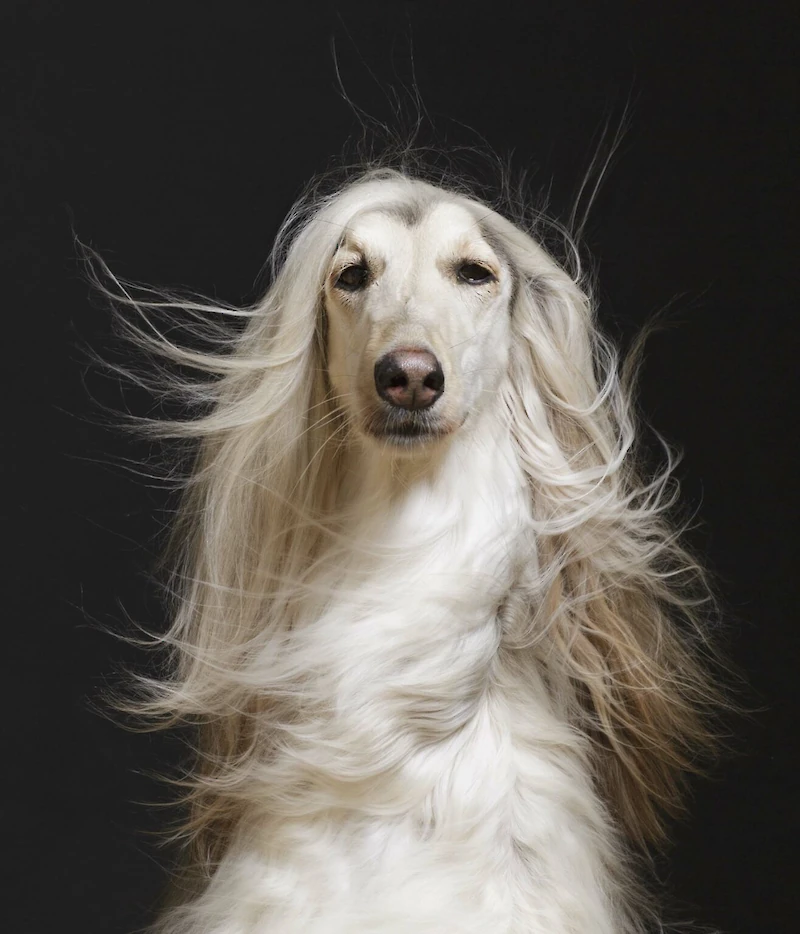 Maija Astikaisen Vesla (2016) on esillä Poikilon Überhund-näyttelyssä.