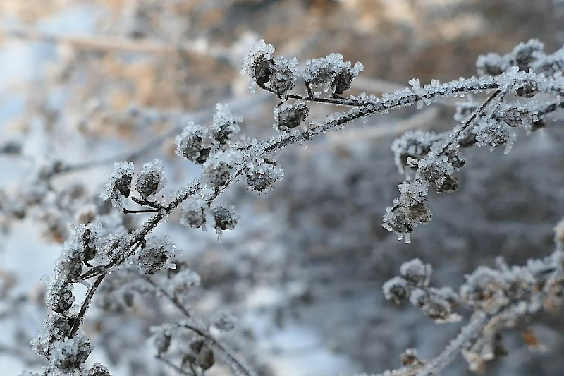Huurteisia talventörröttäjiä. (Kuva: Miia Pesu.)