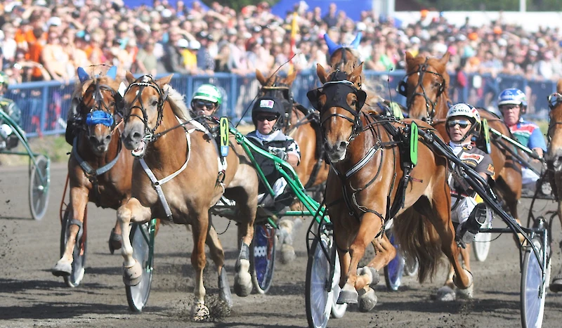 Viikonlopun kuningatarkilpailussa oli tiukkaa niin radalla kuin ajallisesti. Antti Teivaisen ohjastama Hulluduunari (numero 3) oli yhteistuloksissa kahdeksas. Vierellä juoksee kuningattaren seppeleen ottanut Lumi-Oosa ohjissaan Harri Kotilainen.