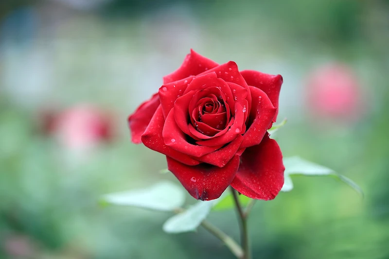 Helvi Kontra sai aikoinaan ruusun. (Kuva: Pixabay.)