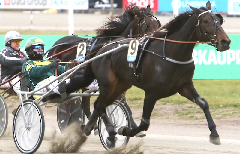 Hannu Torvinen on tuttu kuski Let's Get It Upin kärryillä. Jyväskylässä tuli voitto. Kuva on edellisestä ykkösestä marraskuun alusta. (Kuva: Kouvolan ravirata.)